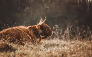 Jak Otevřít Zabouchnuté Dveře U Auta